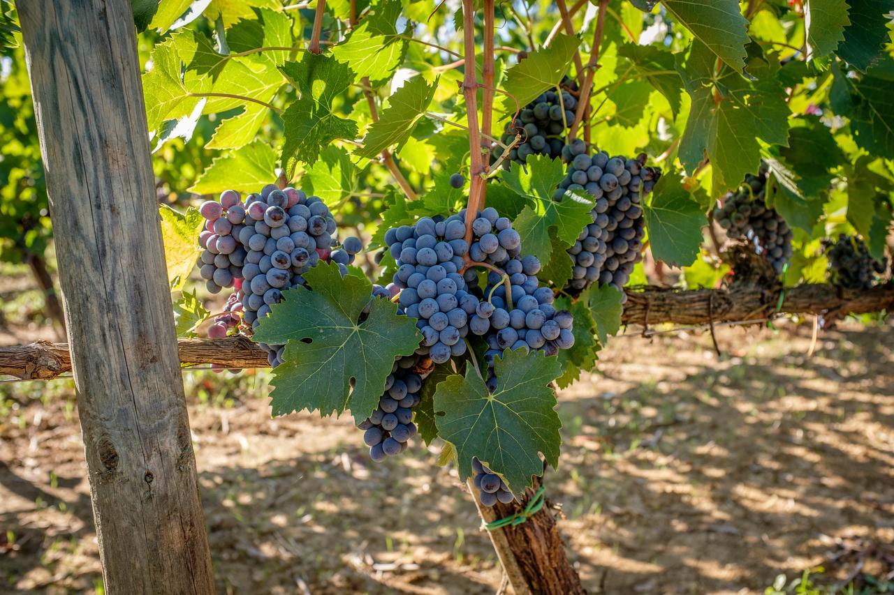 Agriturismo Podere La Rocca Abbadia di Montepulciano Exterior foto